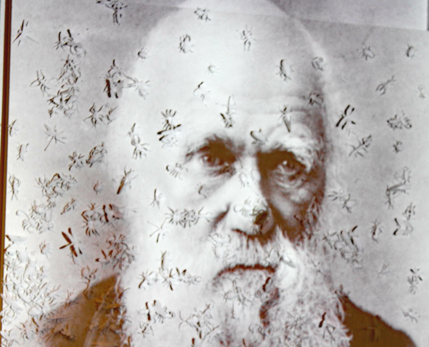 Ausstellung 2014: Darwin