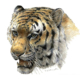 Ausstellung 2015: Sibirische Tigerin, Paschalis Dougalis