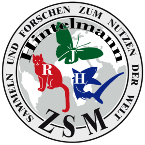Hintelmann Logo ZSM