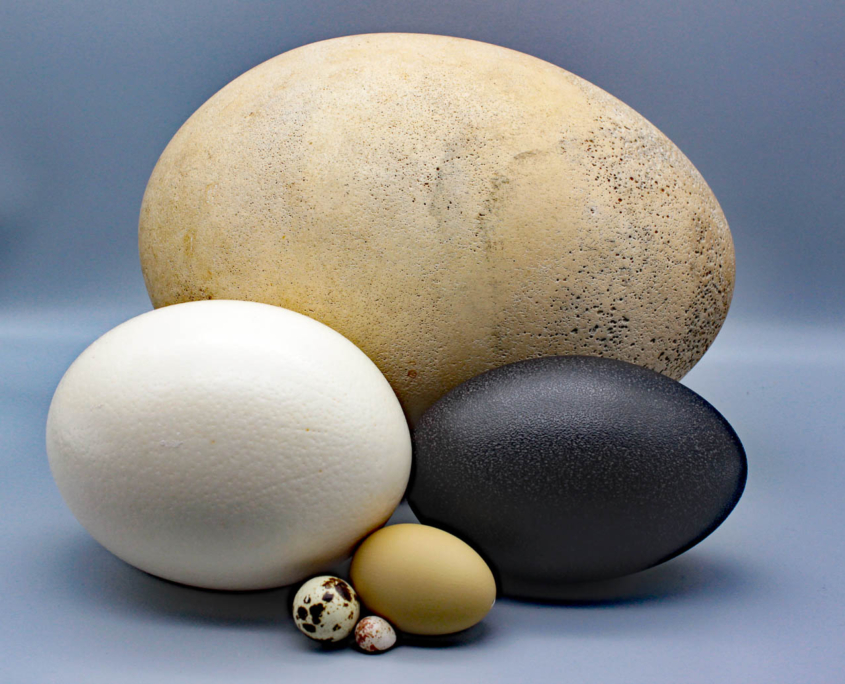 Größenvergleich Eier