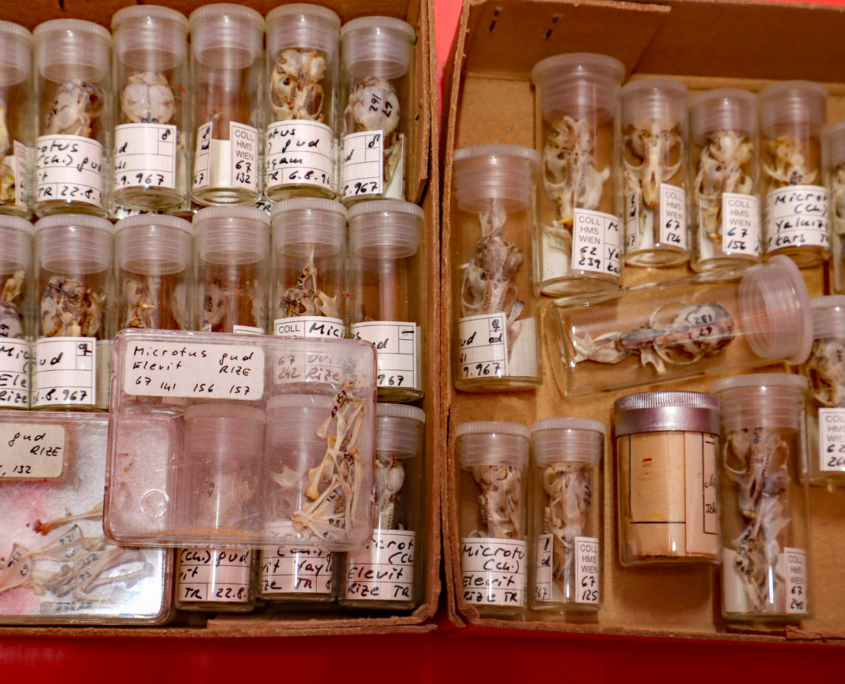 Steiner-Sammlung: Microtus, Schädel und Skelette