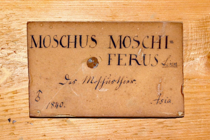 Moschustier, das Original-Etikett