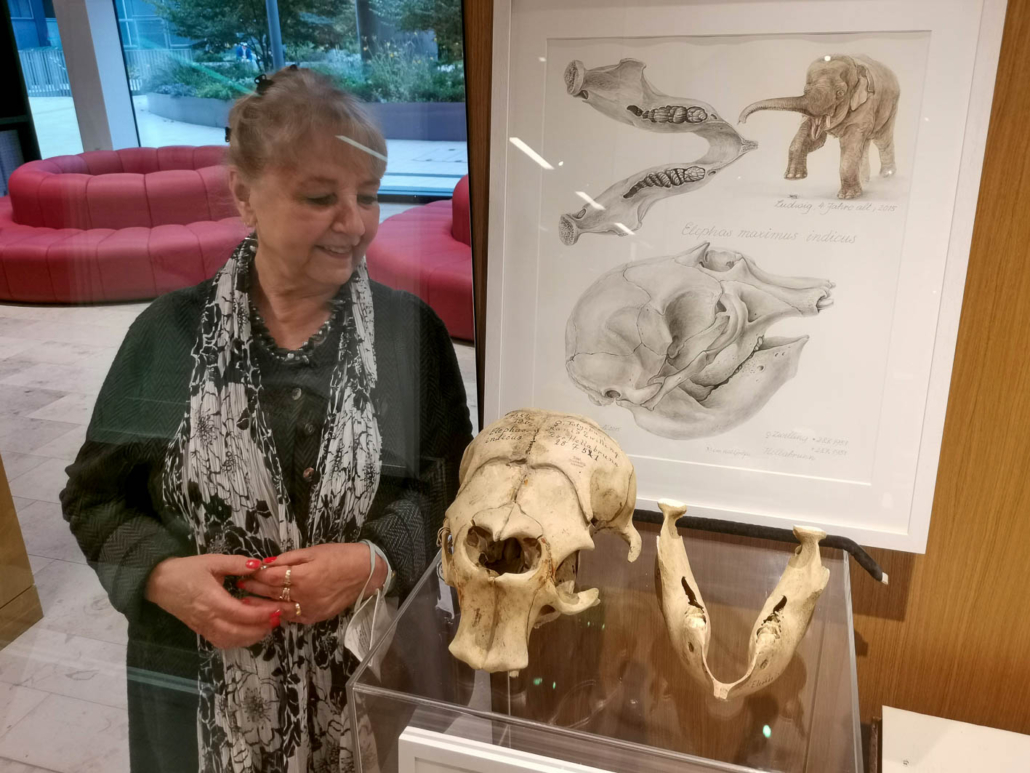 Barbara Ruppel mit dem Schädel des Elefantenkalbs
