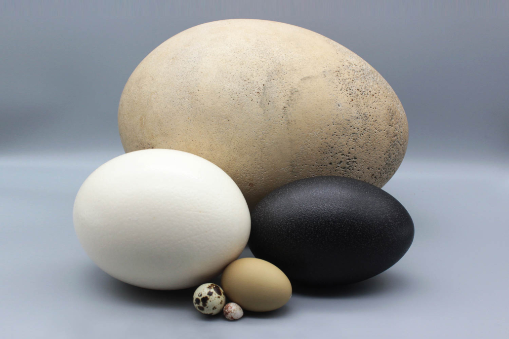 Größenvergleich Eier
