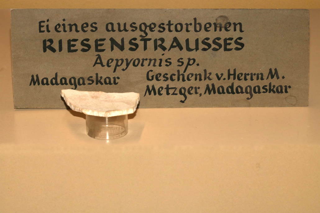 Historisches Schild Riesenstrauß Aepyornis sp.