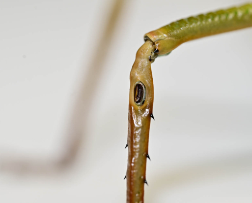 Objekt des Monats April 2023 Die Riesenblattschrecke Siliquofera