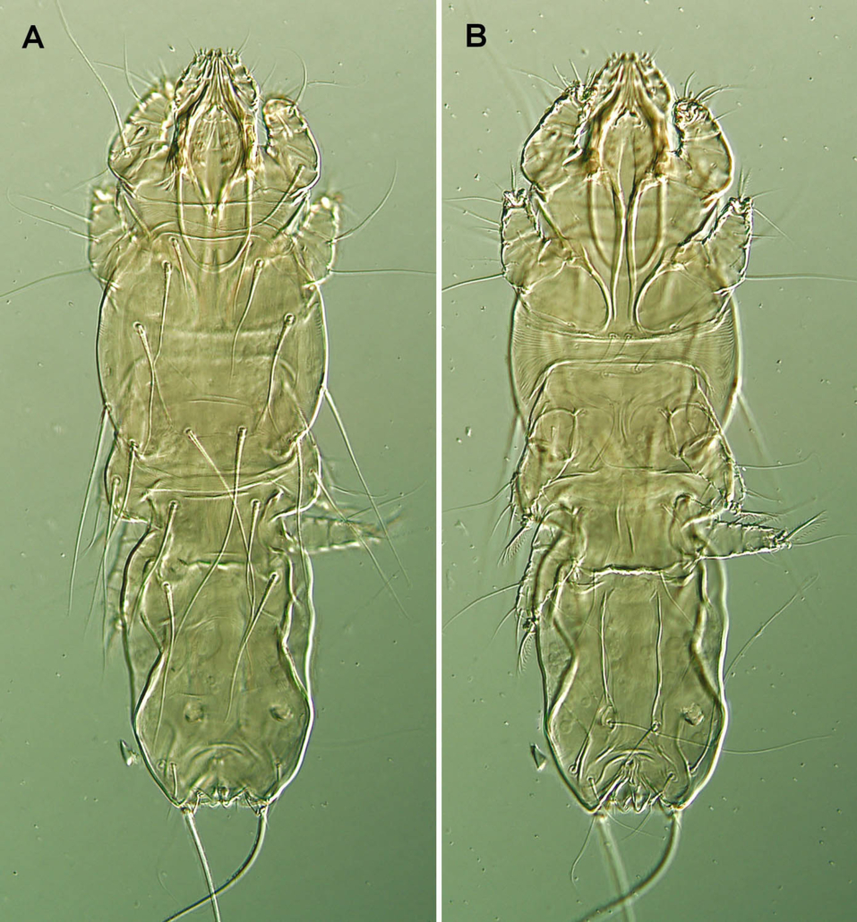 Microscopical pictures of Caradriineopicobia janegoodallae