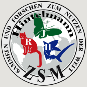 Hintelmann Logo