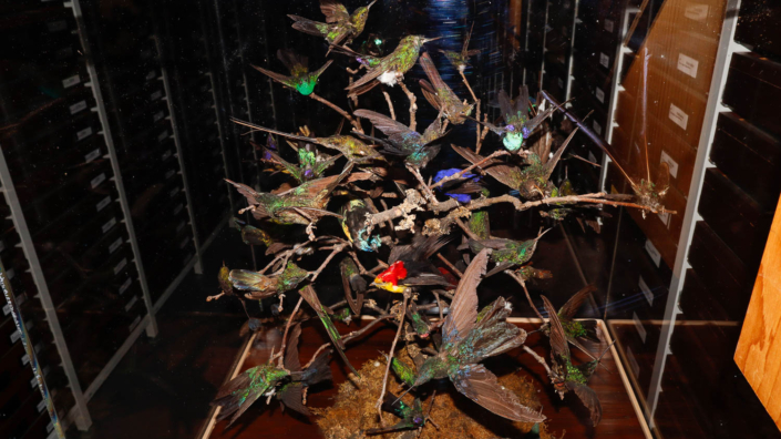 Vogelbaum mit Kolibris und Tangaren