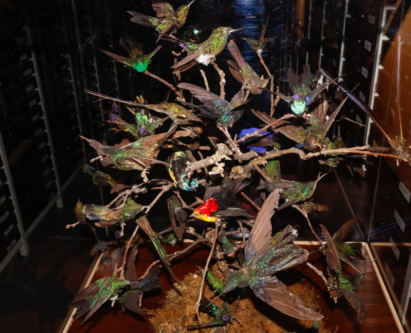 Vogelbaum mit Kolibris und Tangaren