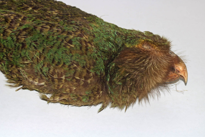 Kakapo Balg