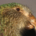 Schnabelborsten Kakapo