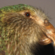 Schnabelborsten Kakapo
