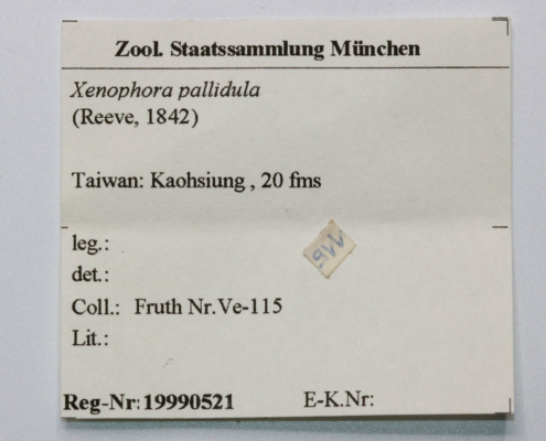 Xenophora pallidula, Etikett