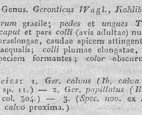 Geronticus Beschreibung