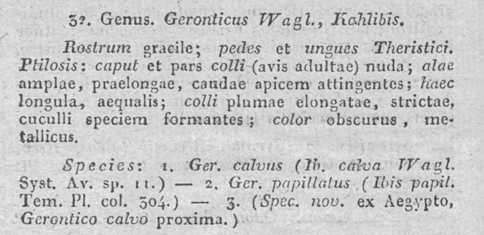 Geronticus Beschreibung