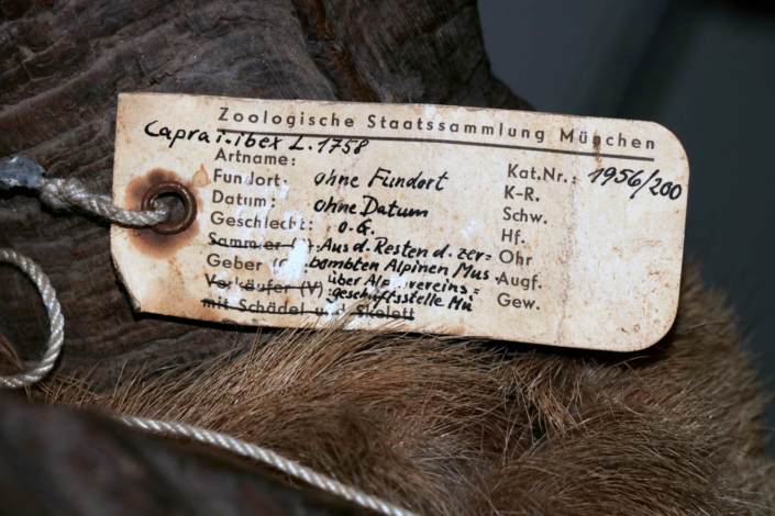 Alpensteinbock-Hybride, Etikett